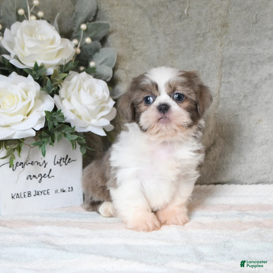 Shih Tzu dogs for sale: Quay - Ad 1