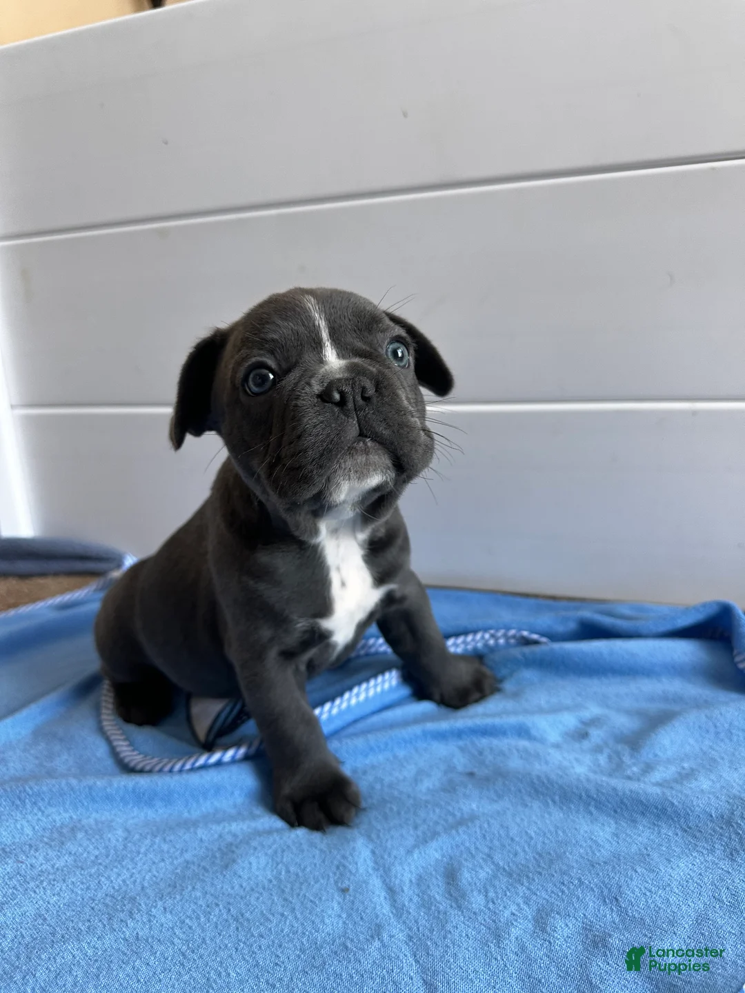 French Bulldog dogs for sale: Pepe Le Pew - Ad 2