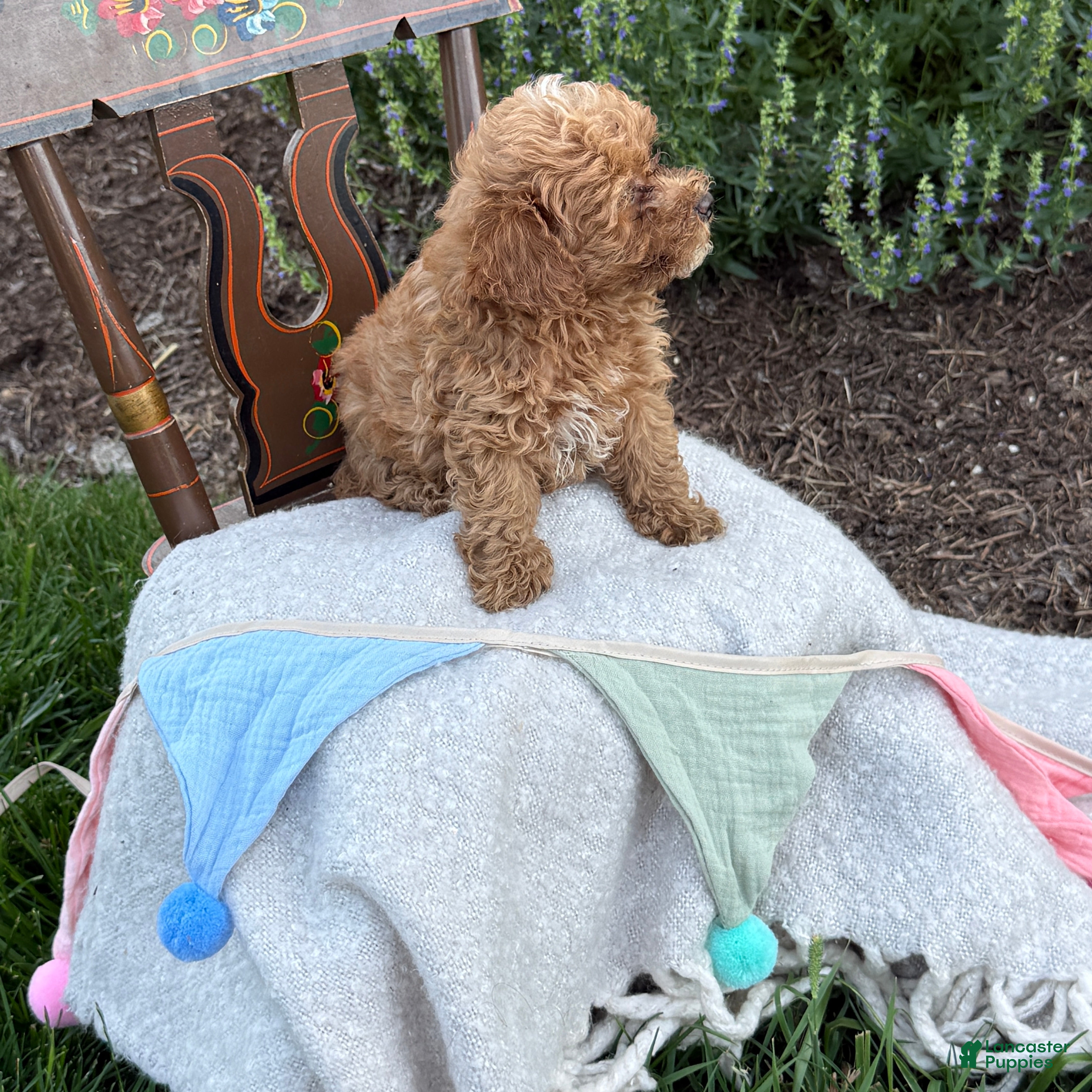 Toy Poodle dogs Blaze - Ad 2