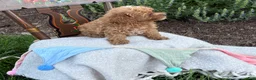 Toy Poodle dogs for sale: Blaze - Ad 2