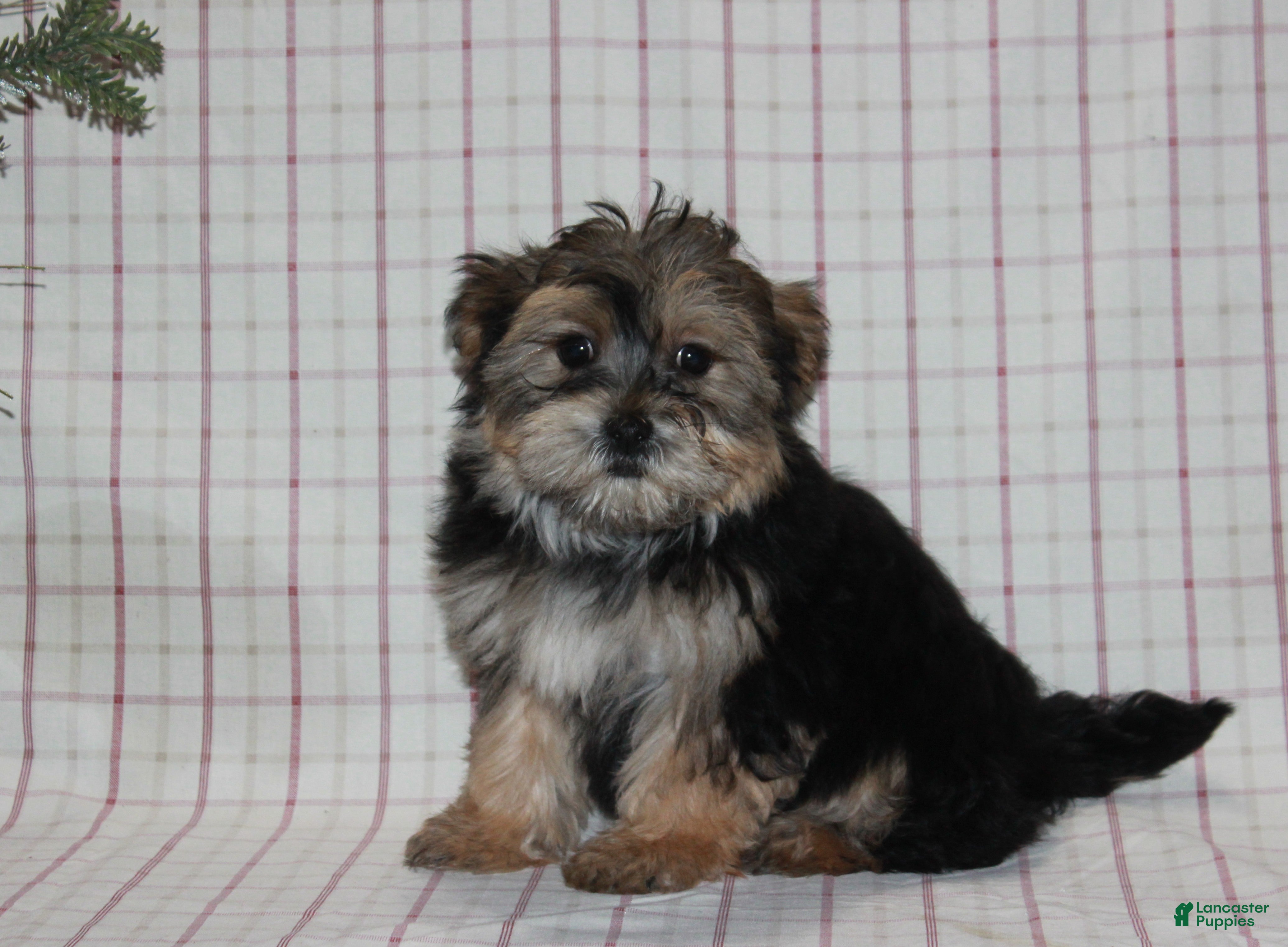 Yochon dogs Penny - Ad 21