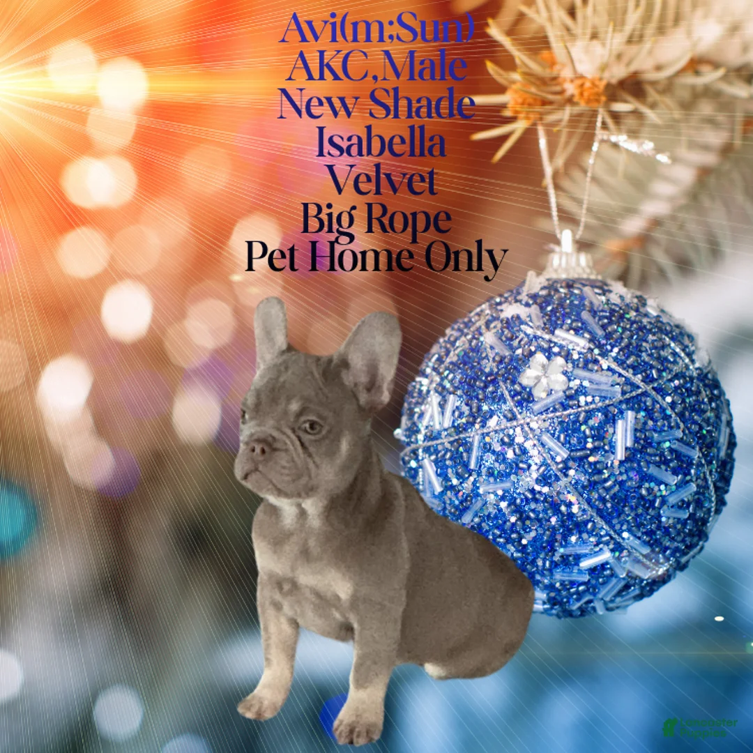 French Bulldog dogs for sale: Avi (mng: Light) - Ad 8