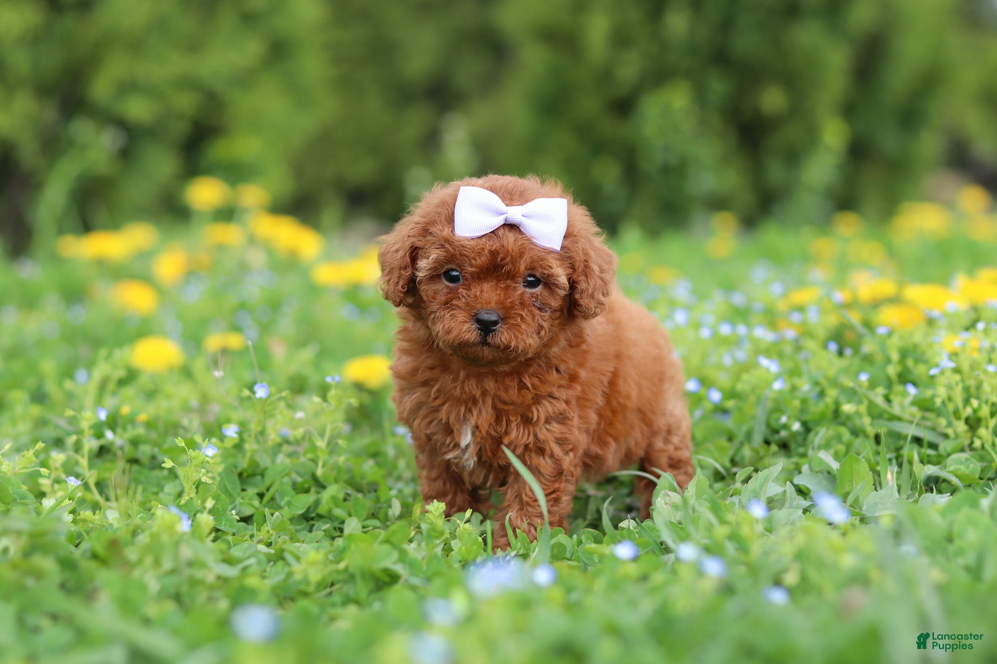 Cavapoo dogs Precious - Ad 1