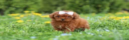 Cavapoo dogs for sale: Precious - Ad 1