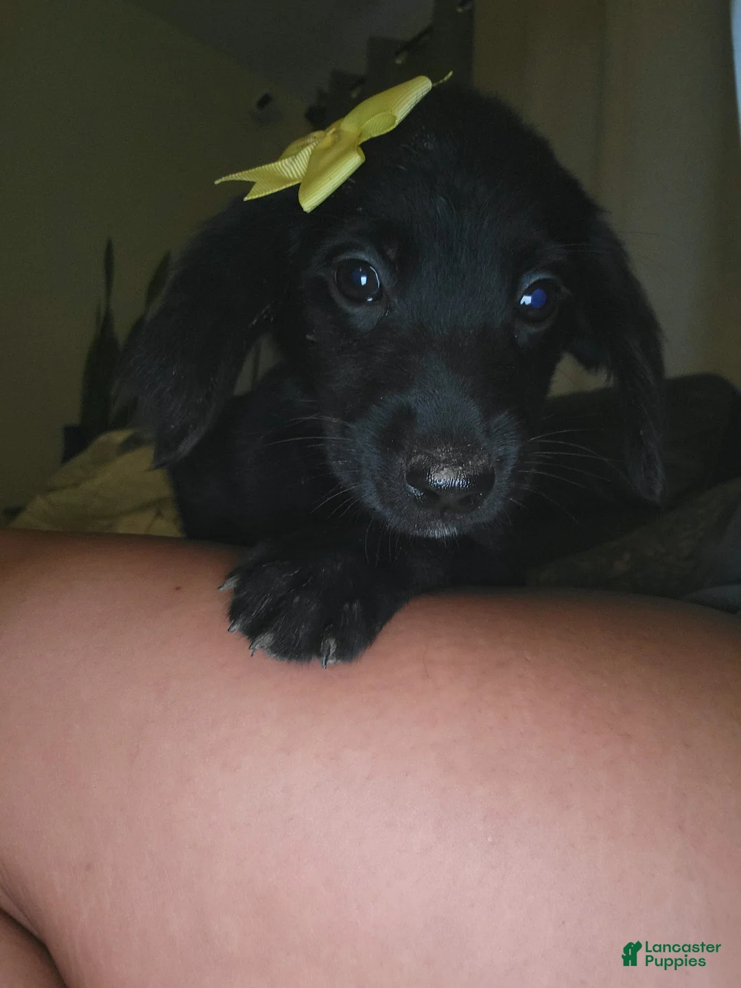Mixed Breed dogs for sale: Mixed Breed 4 - Ad 1