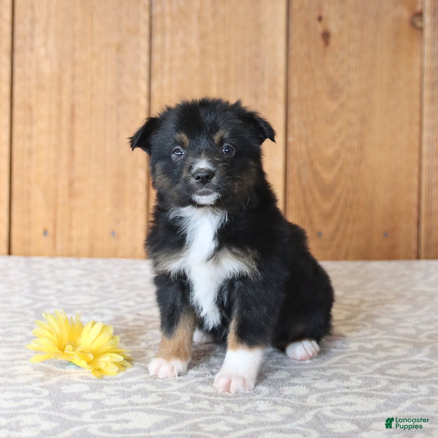 Miniature Australian Shepherd dogs Dolly - Ad 1