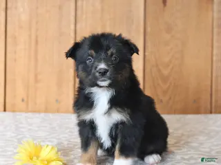 Miniature Australian Shepherd dogs for sale: Dolly - Ad 3