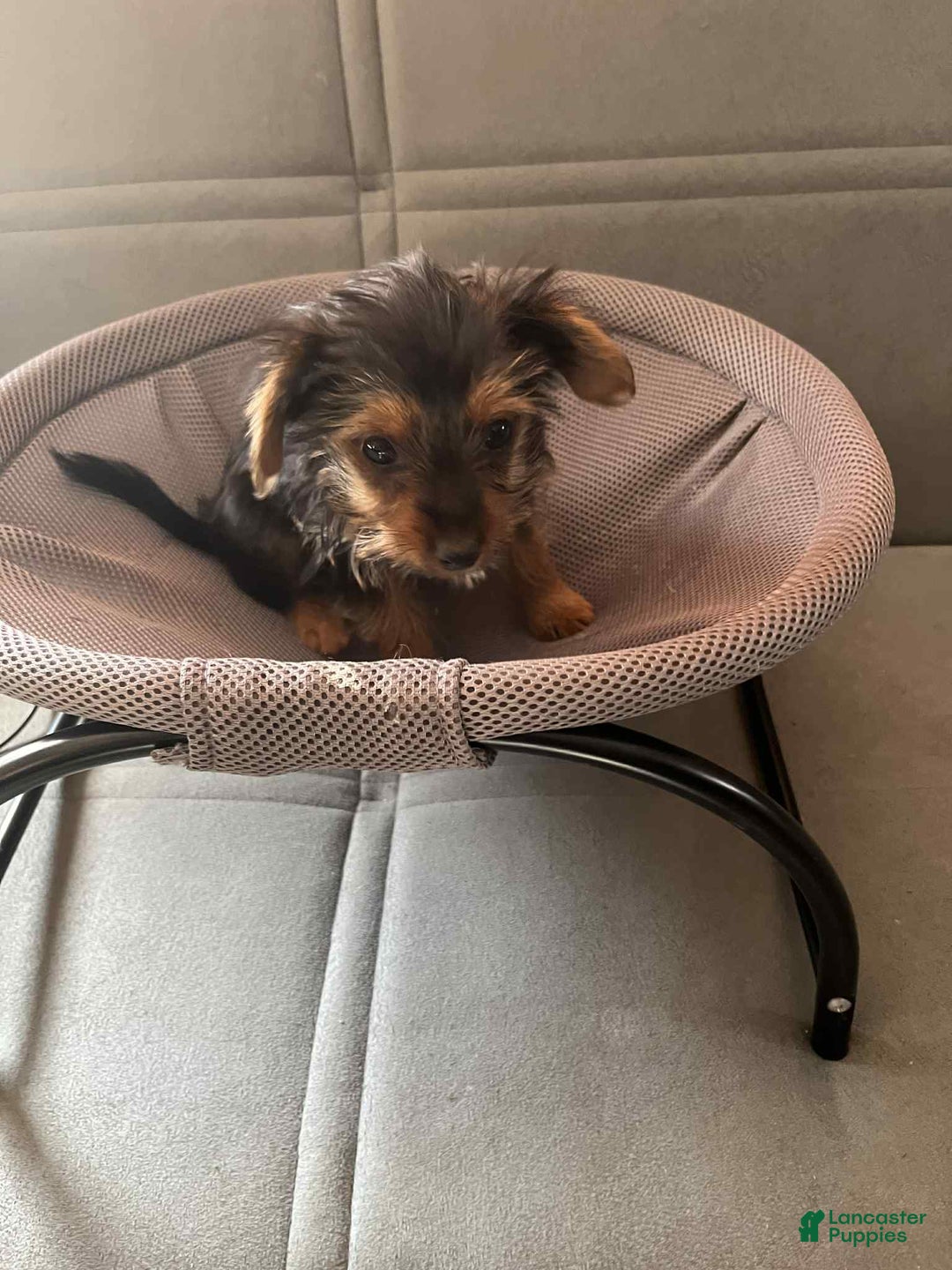Yorkshire Terrier dogs for sale: Yorkshire Terrier Puppy 3 - Ad 2
