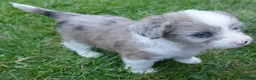Corgipoo dogs for sale: Mocha - Ad 2