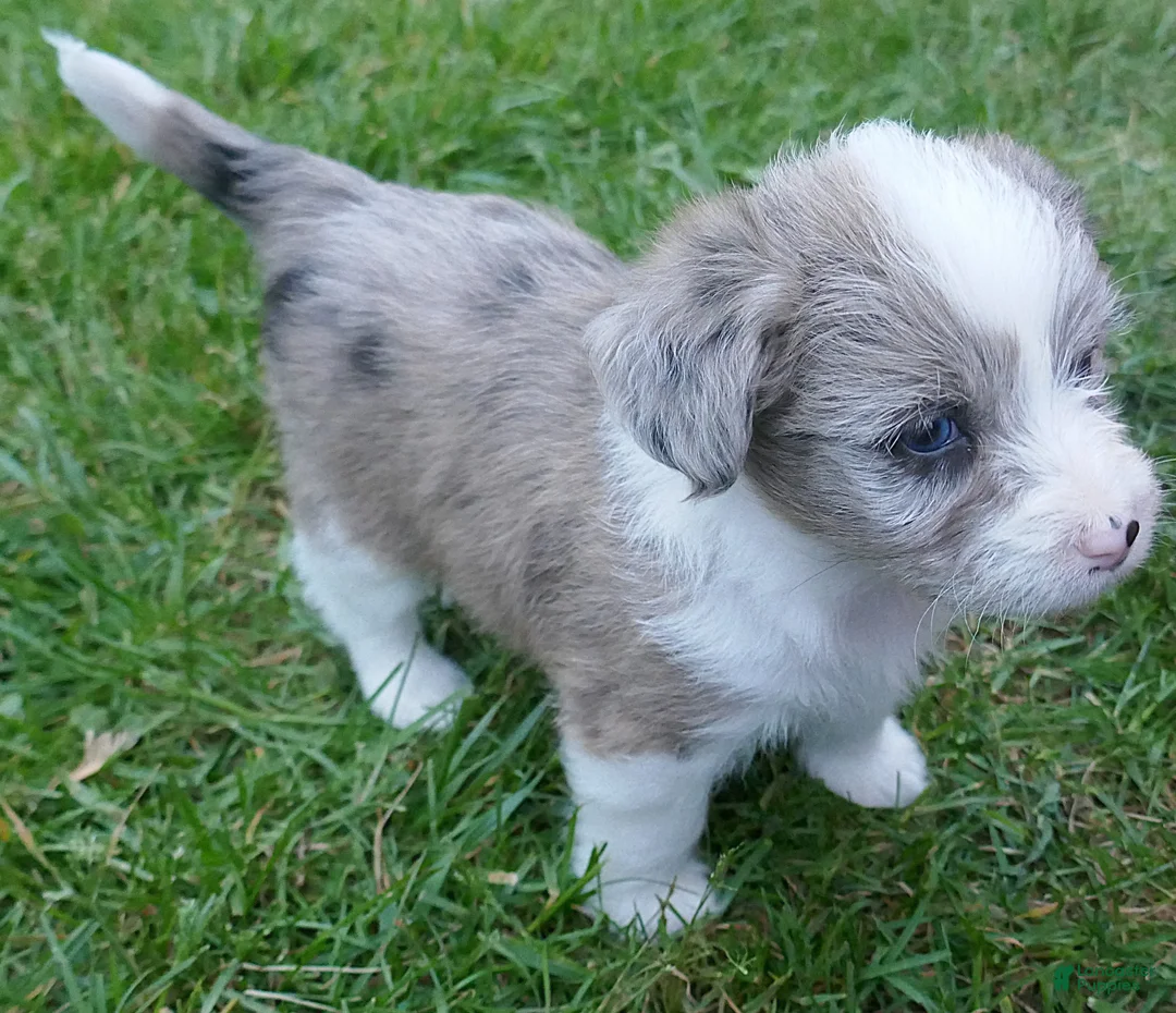 Corgipoo dogs for sale: Mocha - Ad 2