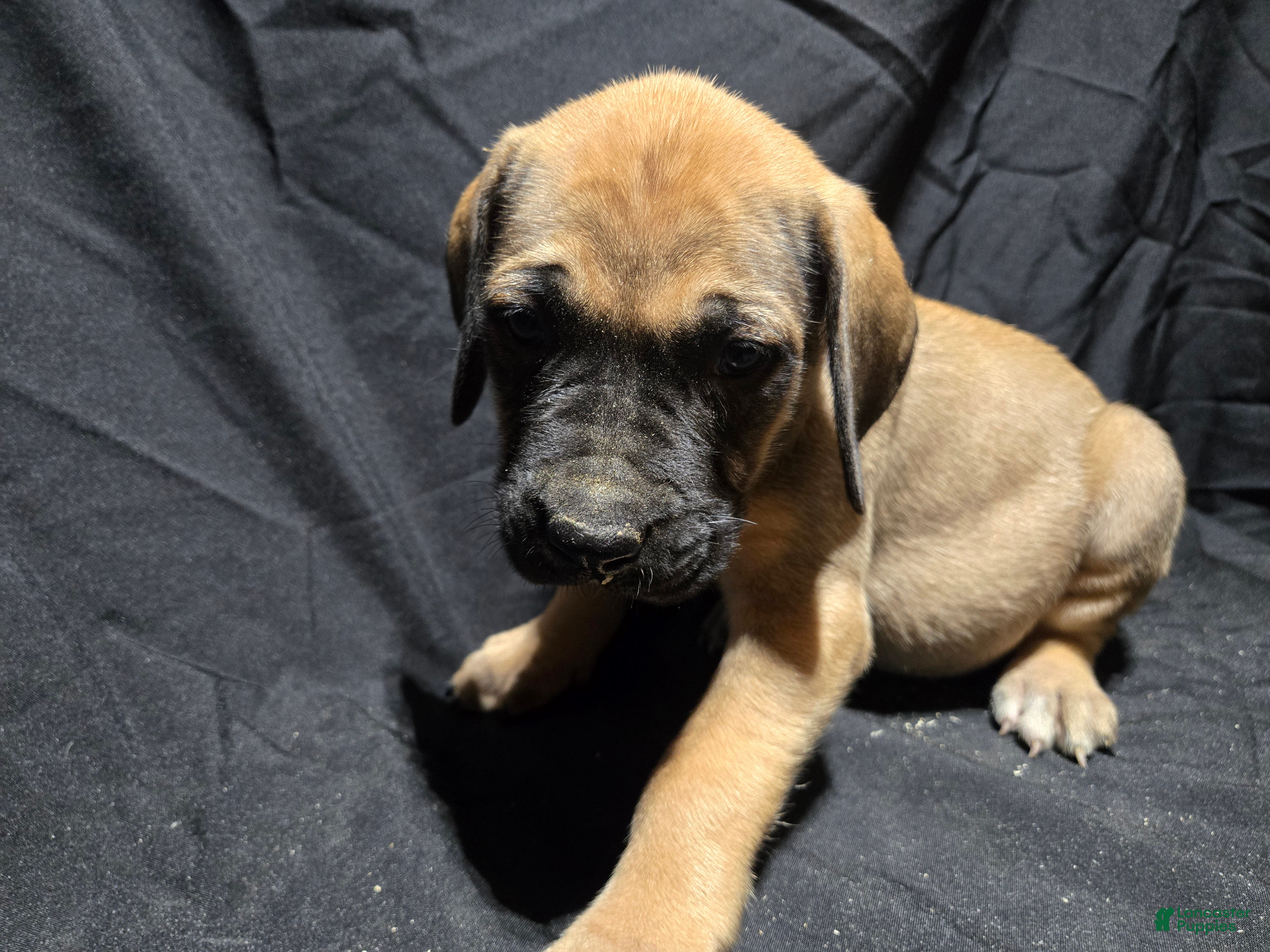 English Mastiff dogs Sonya - Ad 34