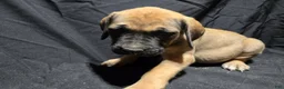 English Mastiff dogs for sale: Sonya - Ad 1