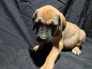 English Mastiff dogs Sonya - Ad 34