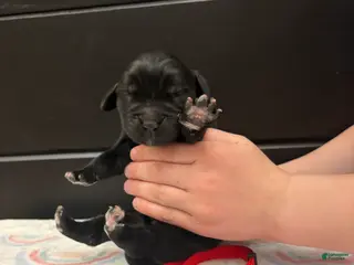 Newfoundland dogs Bae - Ad 20