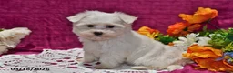 Maltese dogs for sale: Leo - Ad 4