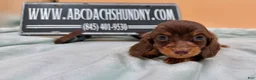 Miniature Dachshund dogs for sale: Ch AKC russian - Ad 5