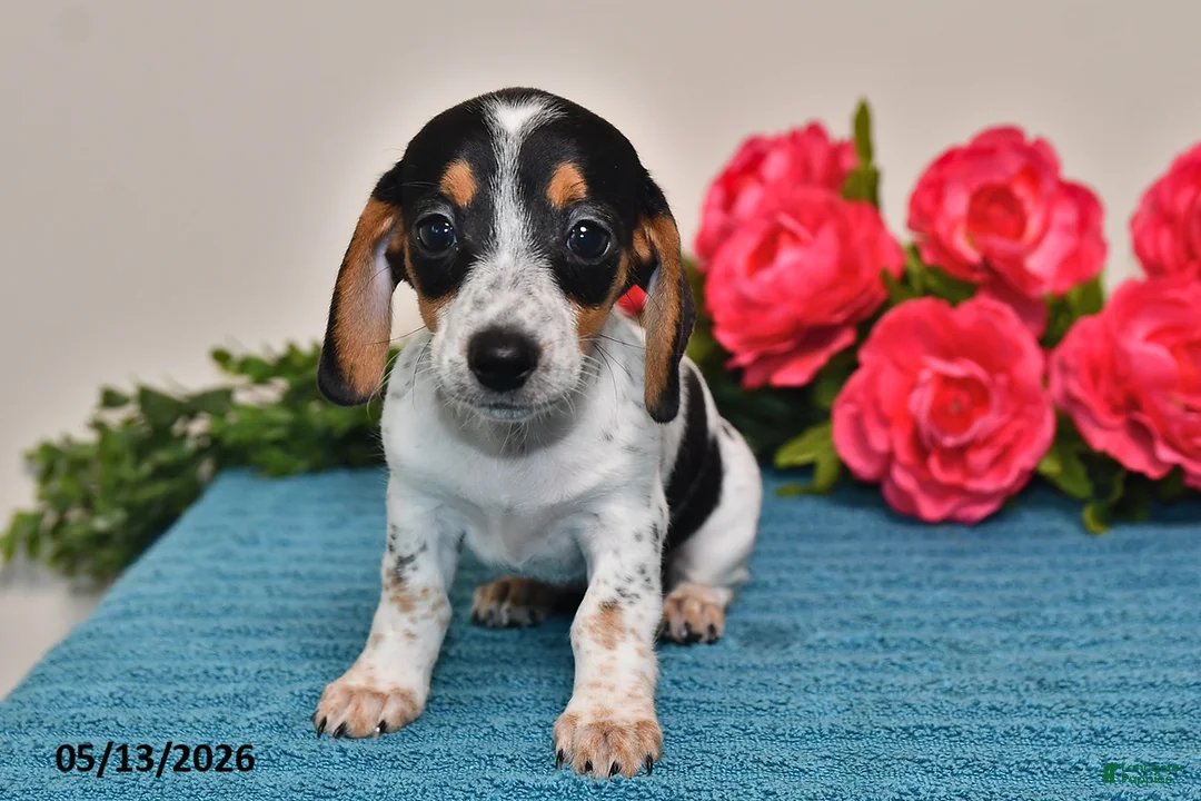 Miniature Dachshund dogs for sale: Lacey - Ad 2