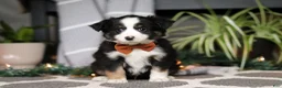Miniature Australian Shepherd dogs for sale: Leo - Ad 5