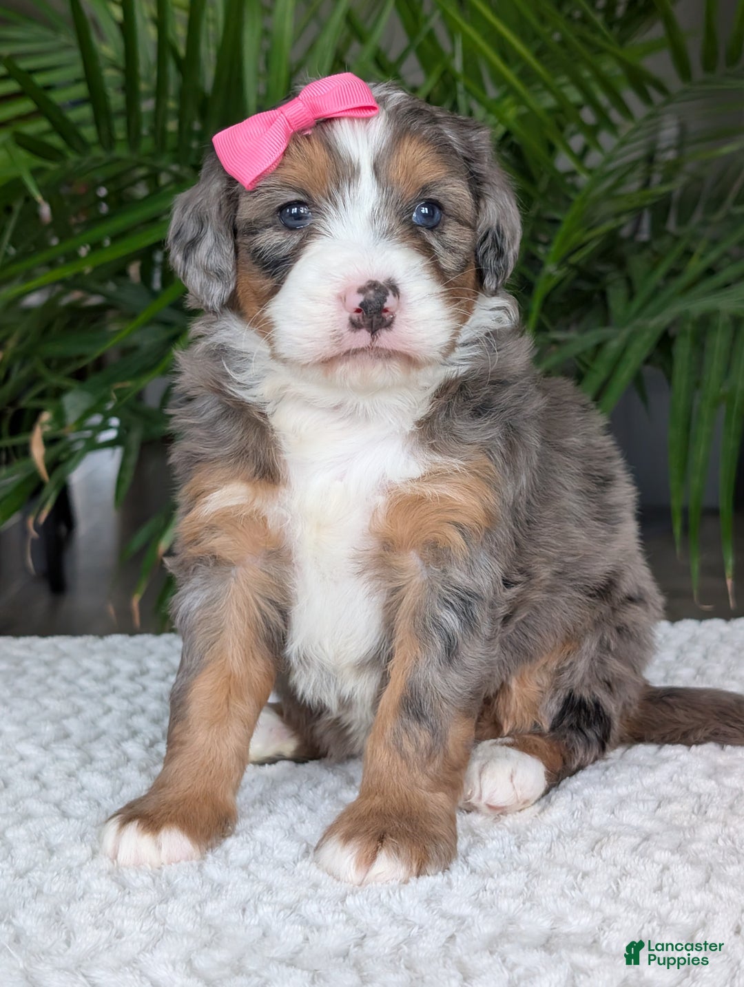 Mini Bernedoodle dogs for sale: Mini Indy  - Ad 2