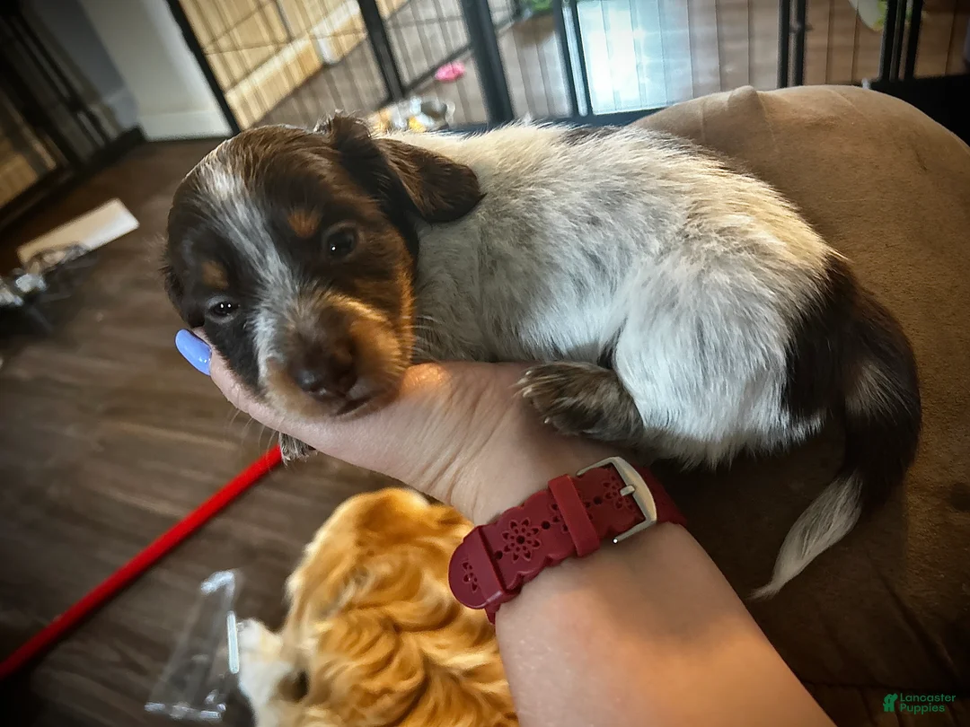 Miniature Dachshund dogs for sale: Rocky - Ad 2