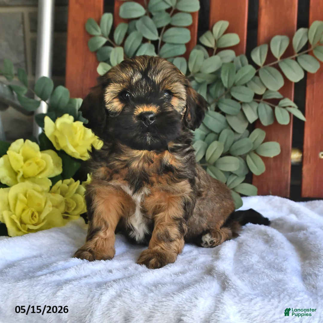 Shihpoo dogs for sale: Charlie - Ad 2