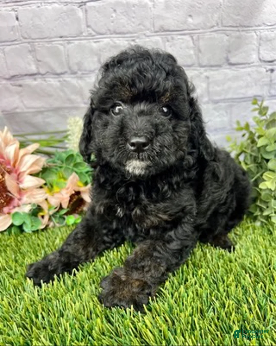 Cockapoo dogs for sale: Jackson Cockapoo  - Ad 3