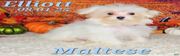 Maltese dogs for sale: Elliott - Ad 5