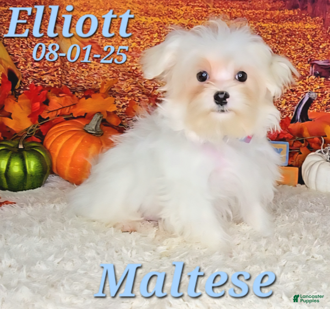 Maltese dogs for sale: Elliott - Ad 5