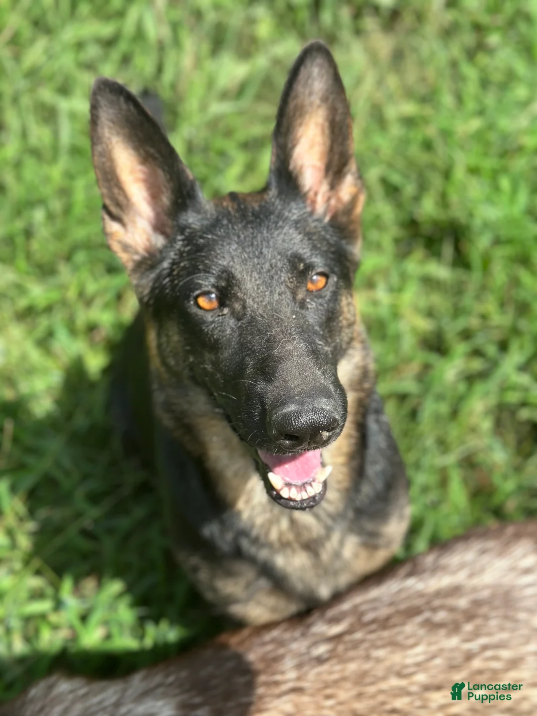 Gerberian Shepsky dogs for sale: Severus - Ad 10