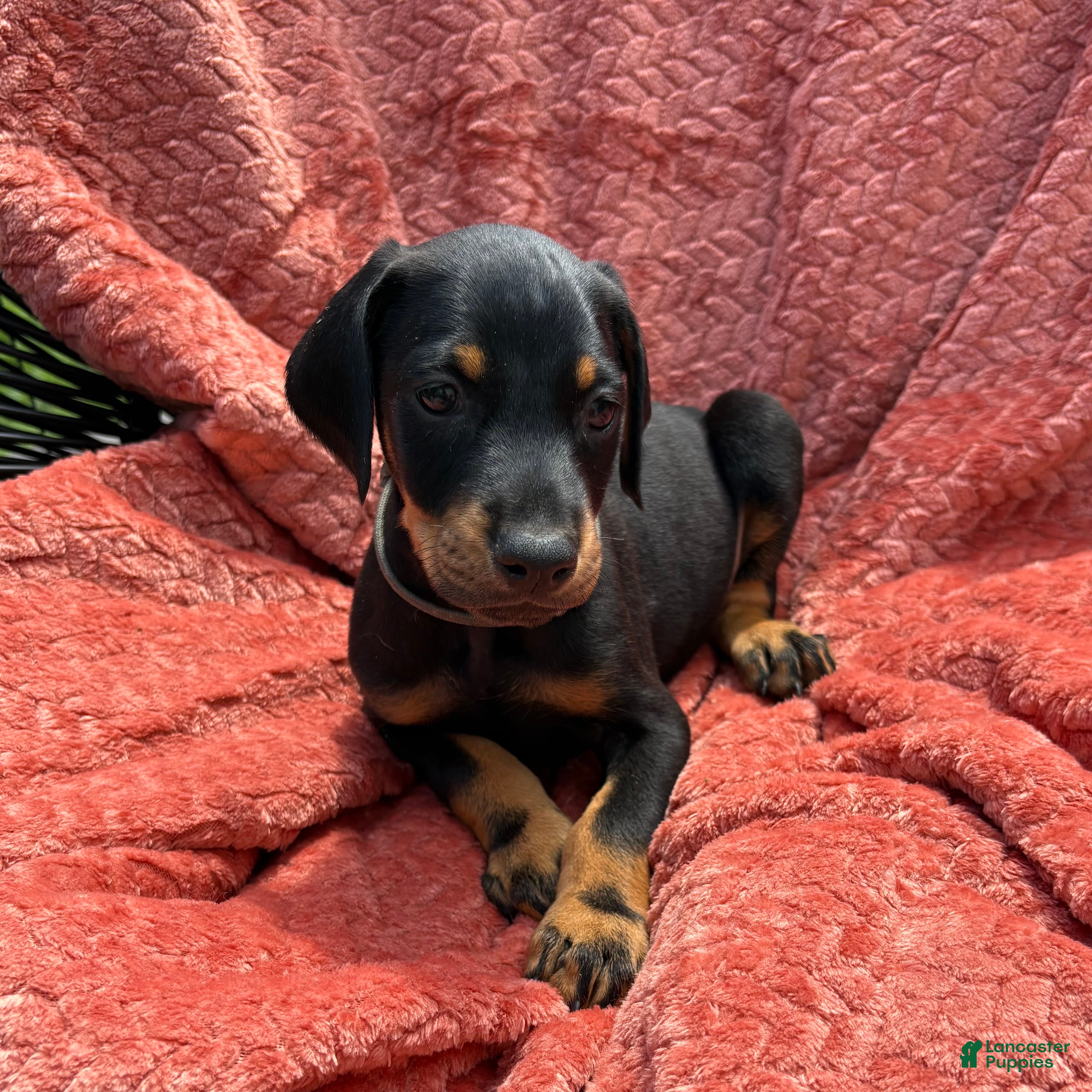 Doberman Pinscher dogs Grey Collar Male  - Ad 14