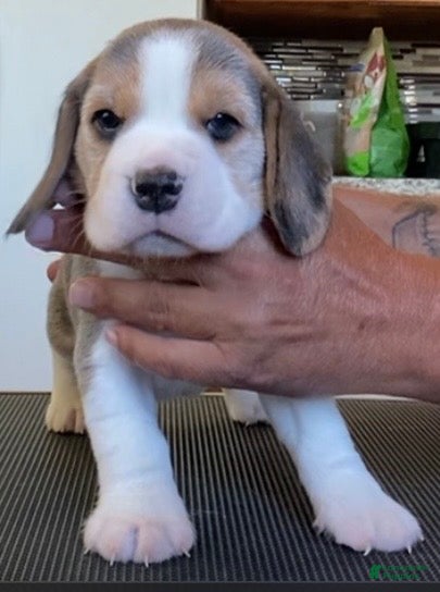 Beagle dogs Beagle 2 - Ad 2