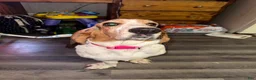 Basset Hound dogs for sale: Basset Hound  - Ad 3
