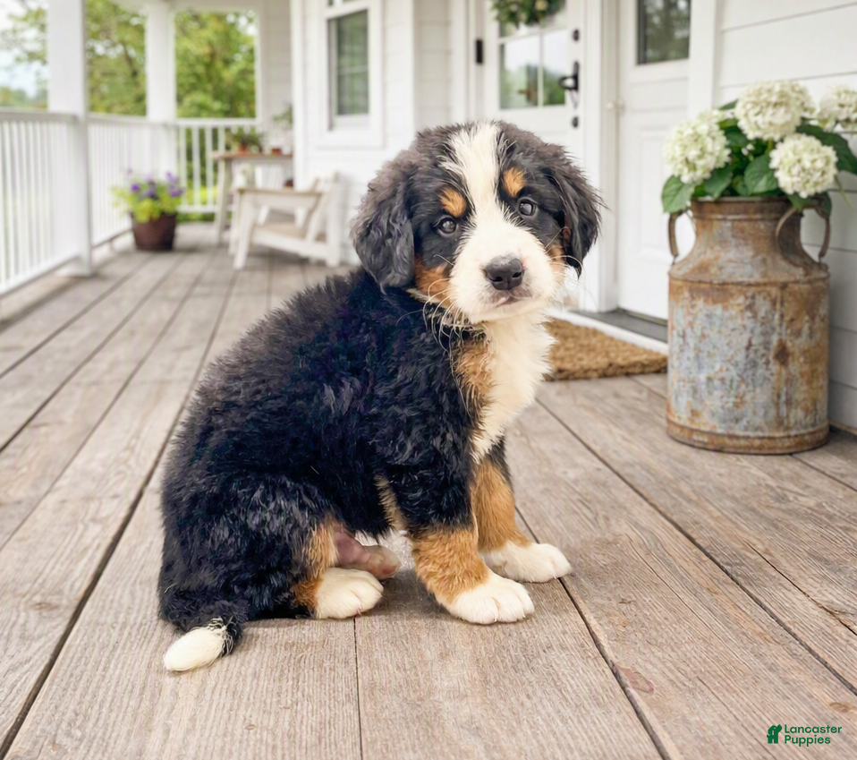 Bernese Mountain Dog dogs Judge - Ad 1