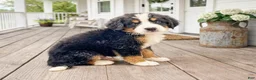 Bernese Mountain Dog dogs for sale: Judge - Ad 1