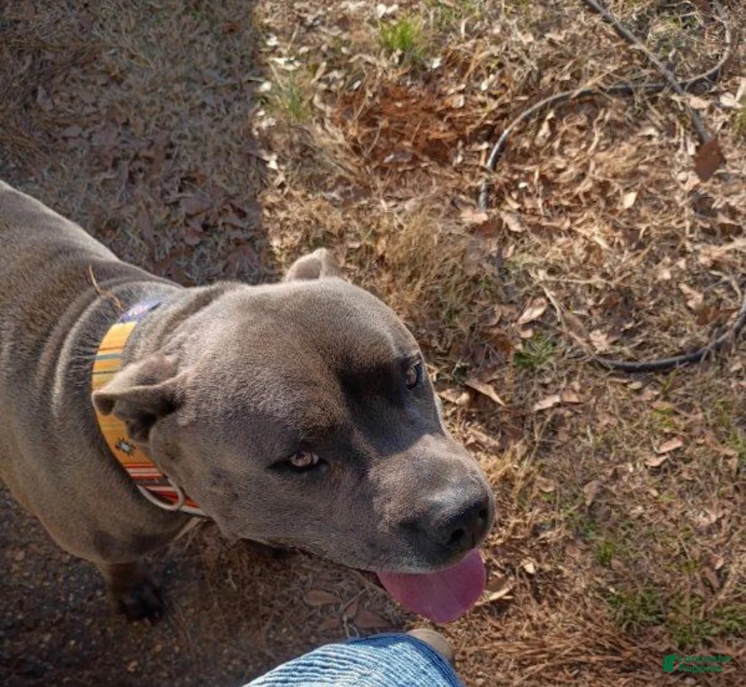 American Bully dogs for sale: American Bully Puppy 2 - Ad 2