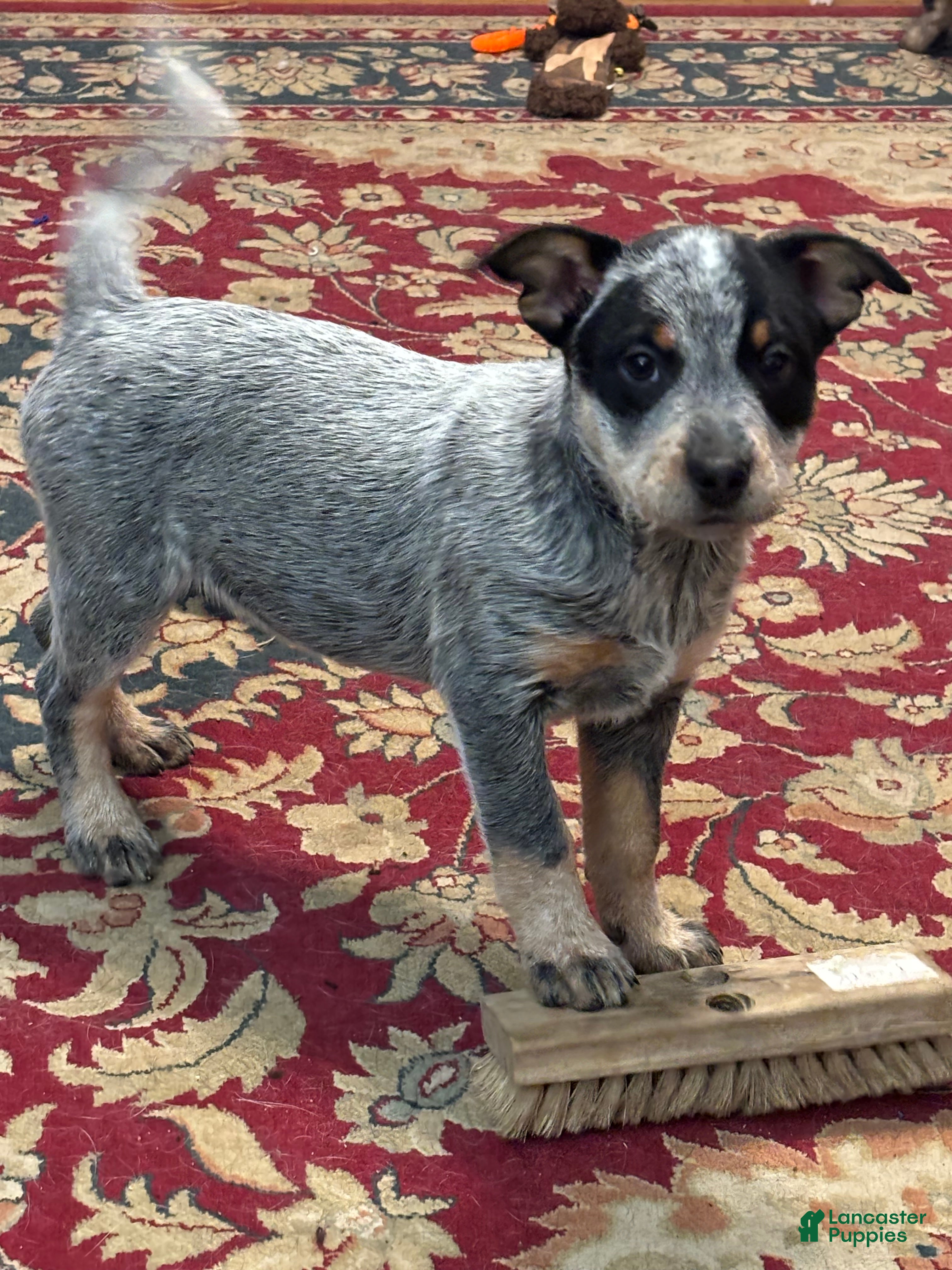 Australian Cattle Dog dogs Larry - Ad 5