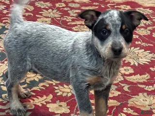 Australian Cattle Dog dogs Larry - Ad 5