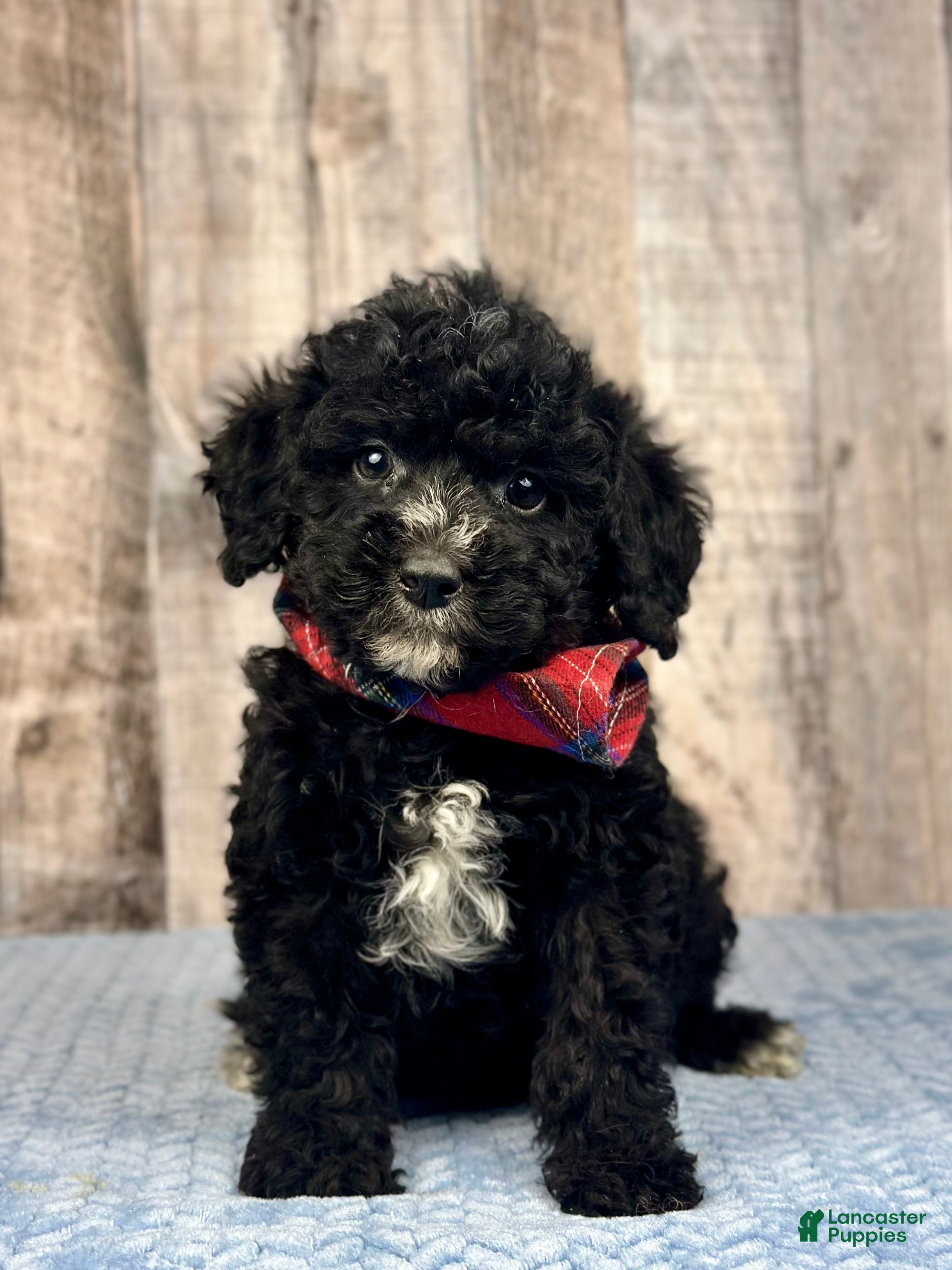 Mini Bernedoodle dogs Boy Rusty - 5144 - Ad 28