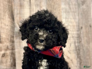 Mini Bernedoodle dogs Boy Rusty - 5144 - Ad 42