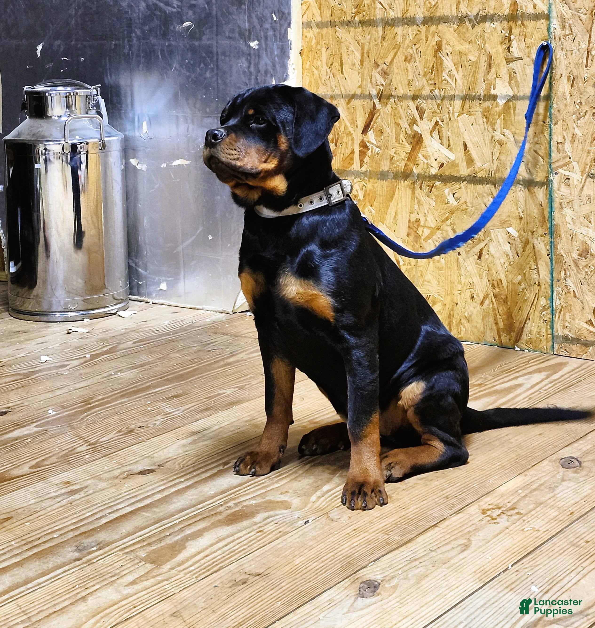 Rottweiler dogs Becky  - Ad 2