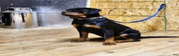 Rottweiler dogs for sale: Becky  - Ad 2