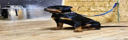 Rottweiler dogs for sale: Becky  - Ad 2