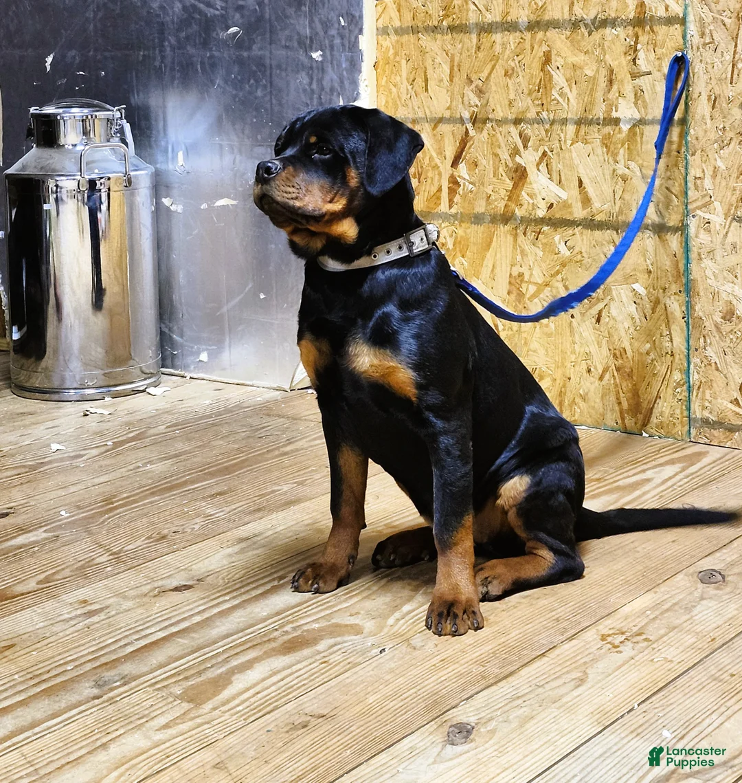 Rottweiler dogs for sale: Becky  - Ad 2