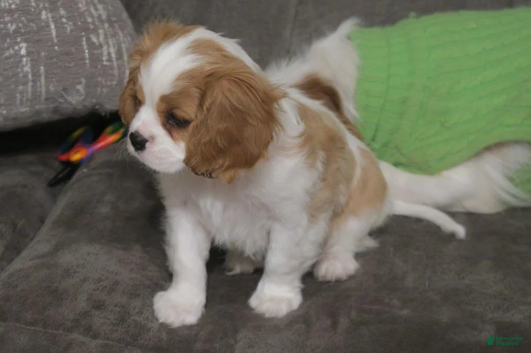 Cavalier King Charles Spaniel dogs for sale: Cavalier King Charles Spaniel Puppy 1 - Ad 7