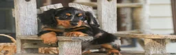 Miniature Dachshund dogs for sale: Jack Miniature Dachshund  - Ad 8