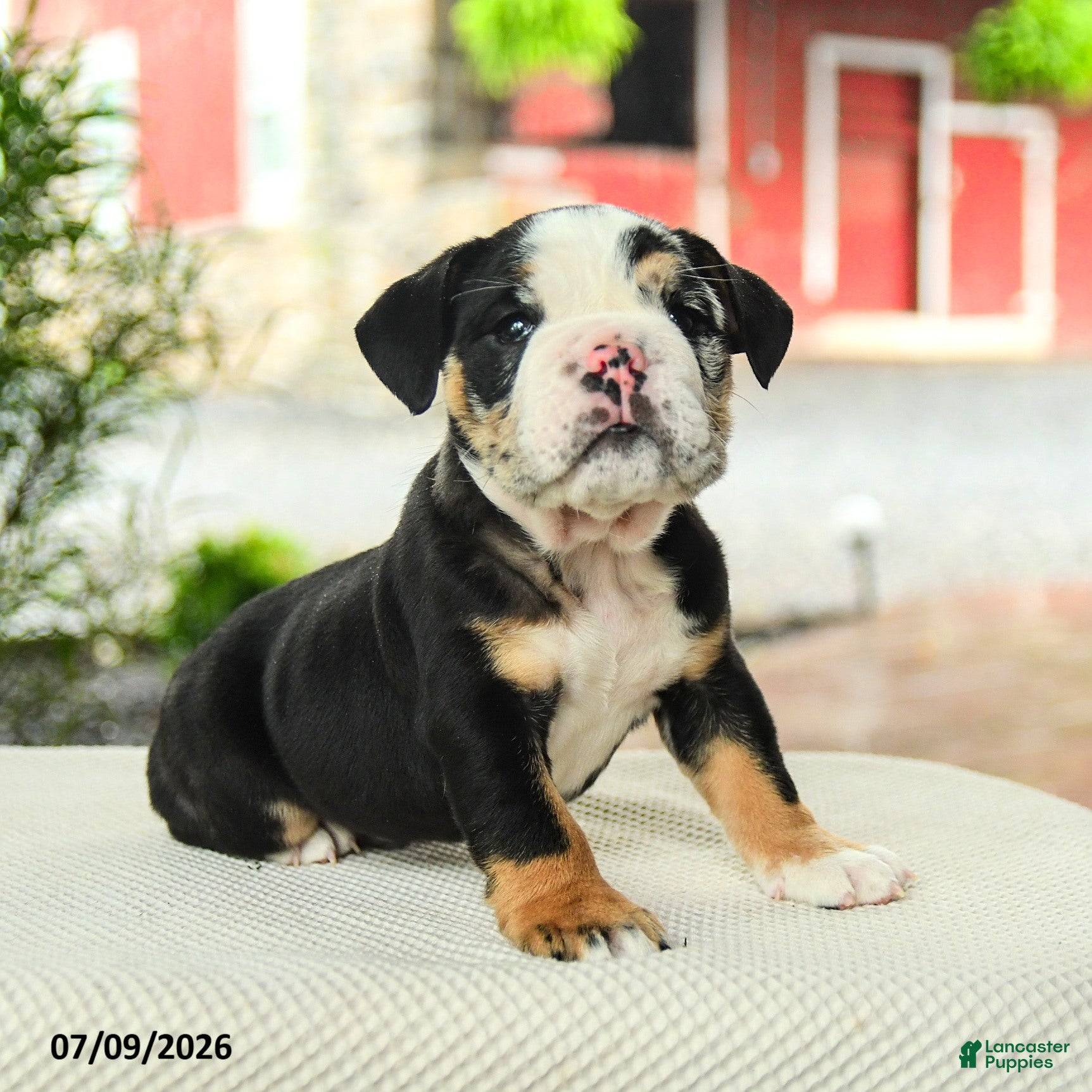 English Bulldog dogs Vernon - Ad 1