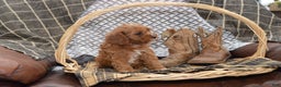 Cavapoo dogs for sale: Jewel - Ad 6