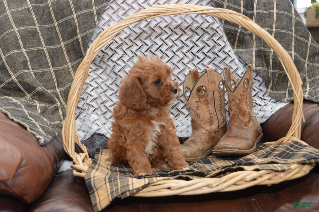 Cavapoo dogs for sale: Jewel - Ad 6