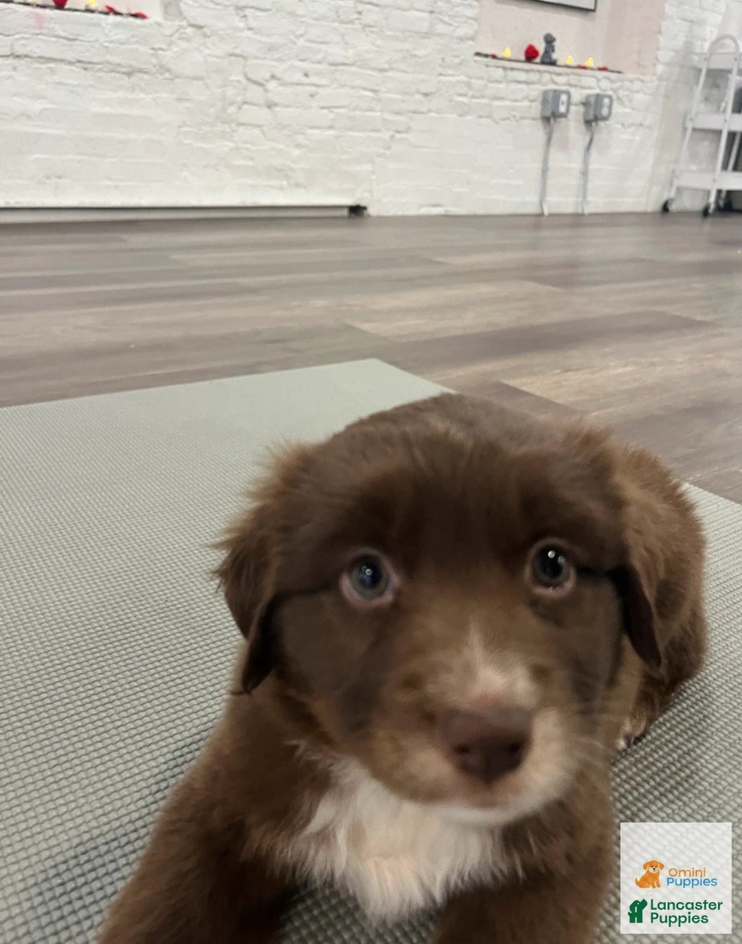 Miniature Australian Shepherd dogs for sale: 🎀 Marshmallow - Ad 6