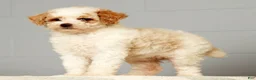 Miniature Poodle dogs for sale: Petunia - Ad 8